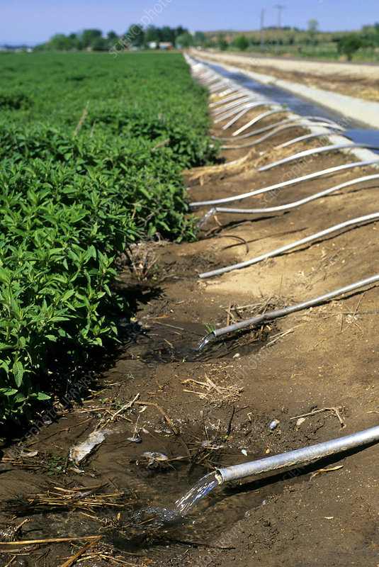 Furrow irrigation of a mint field